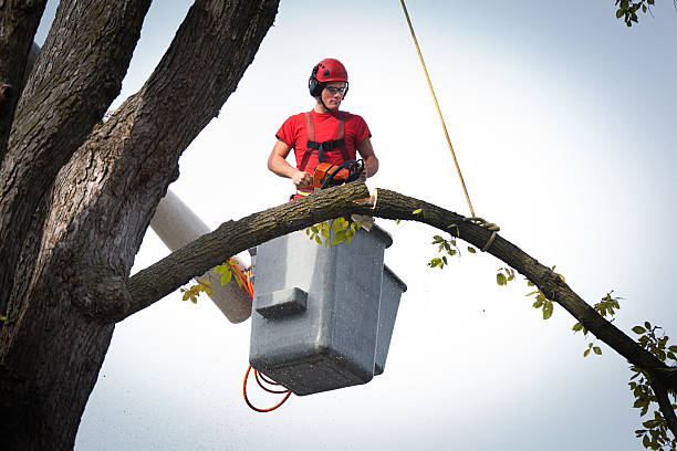 Best Emergency Storm Tree Removal  in USA